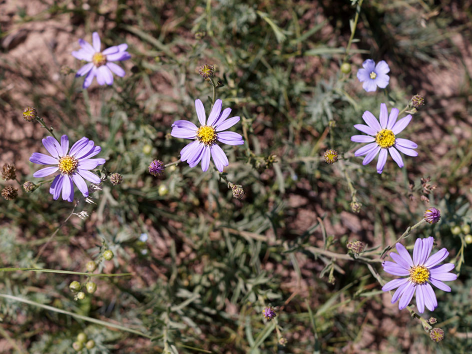 Image of Heteropappus canescens specimen.