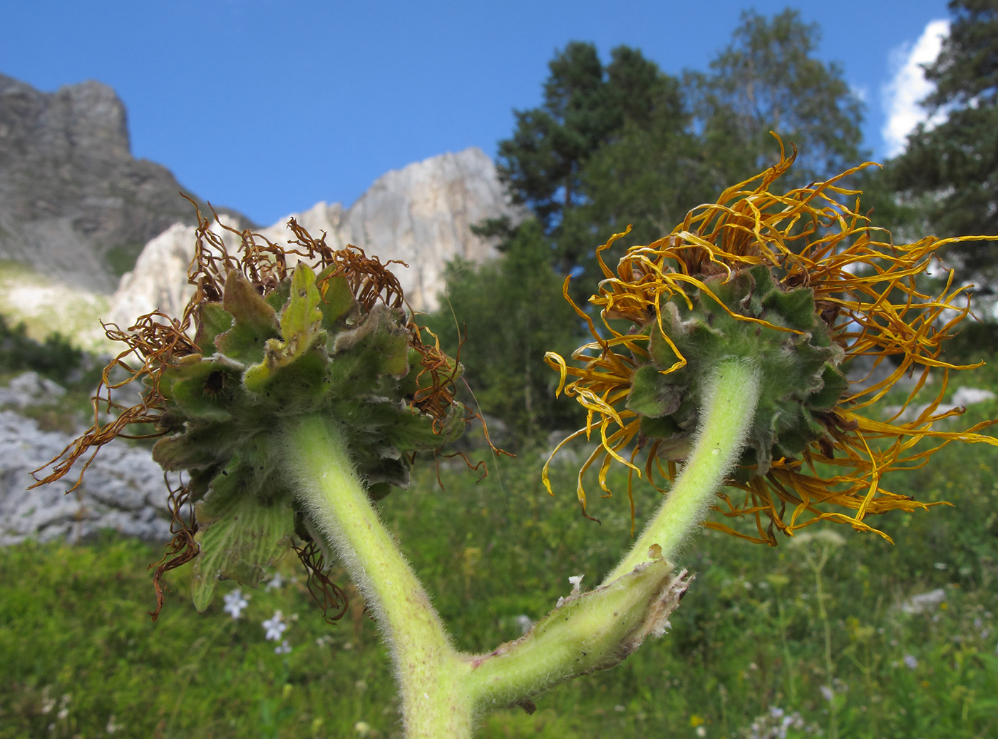 Image of Inula magnifica specimen.