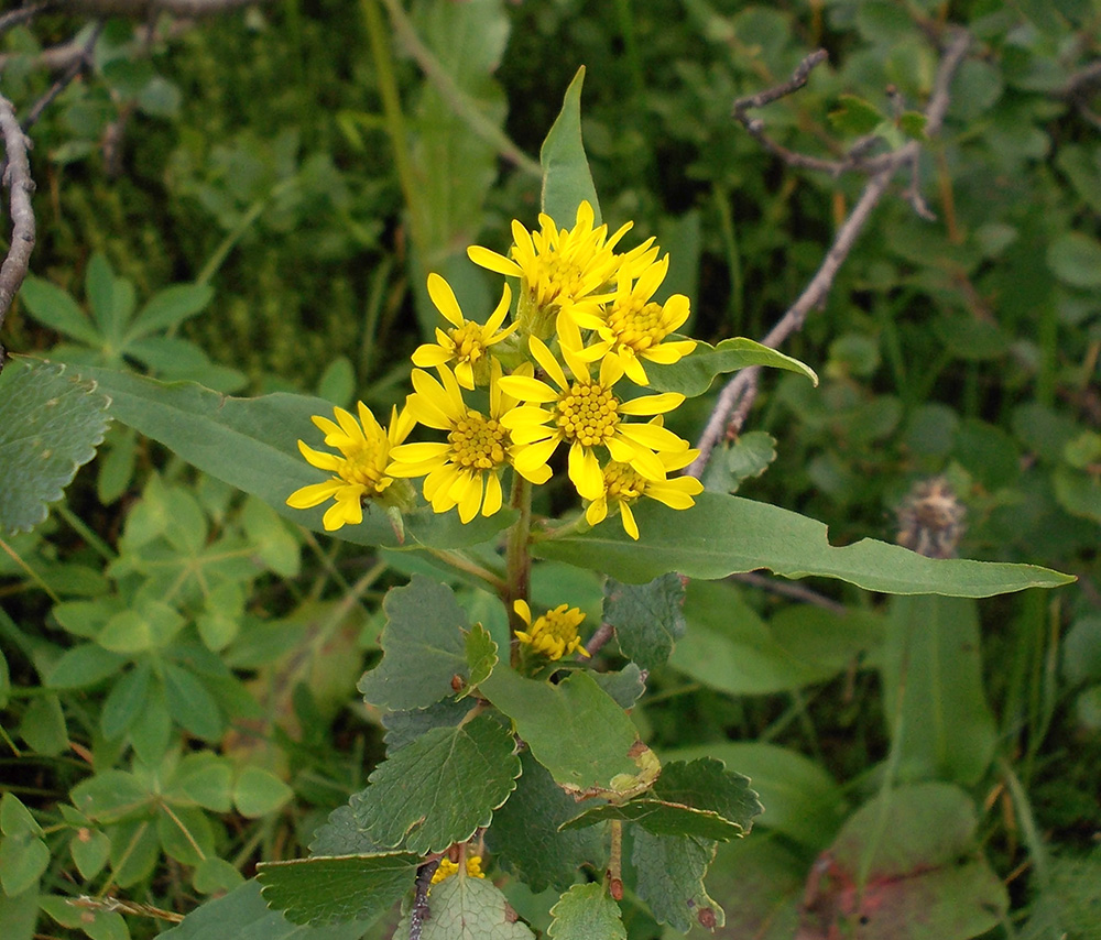 Image of Solidago virgaurea ssp. dahurica specimen.