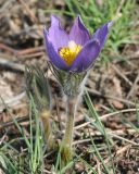 Pulsatilla multifida. Цветущее и бутонизирующее растения. Восточный Казахстан, г. Усть-Каменогорск, восточные окр., Лесхоз, сопка. 13.04.2008.