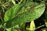 Rumex obtusifolius