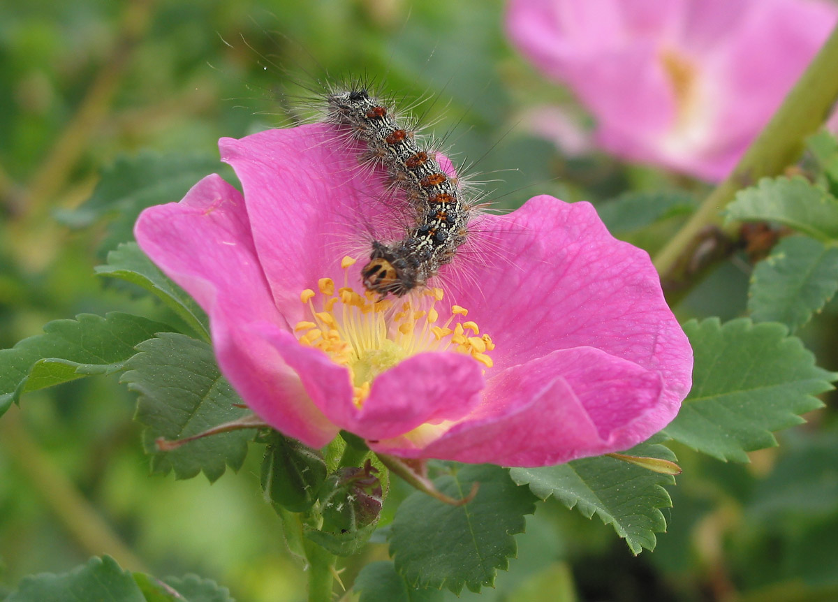 Изображение особи Rosa acicularis.