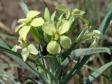 Erysimum flavum. Соцветие и части листьев. Иркутская обл., Иркутский р-н, между дер. Жердовка и дер. Капсал, долина р. Куда, на склоне холма. 16.06.2015.