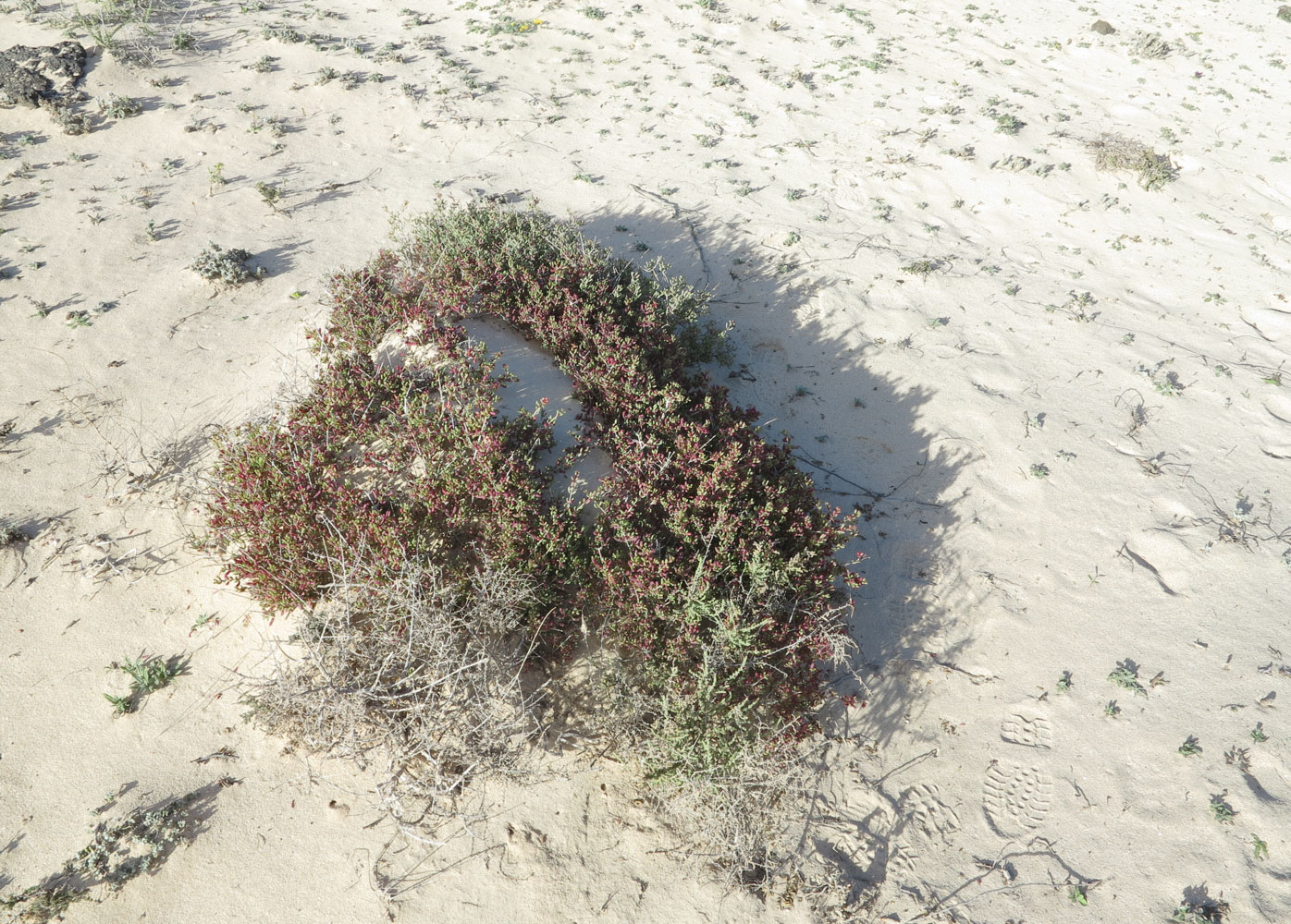 Image of Salsola divaricata specimen.