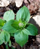 Asperula caucasica