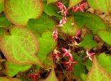 Epimedium rubrum. Листья и соцветие. Украина, Кривой Рог, Криворожский ботанический сад НАН Украины. 26.04.2016.