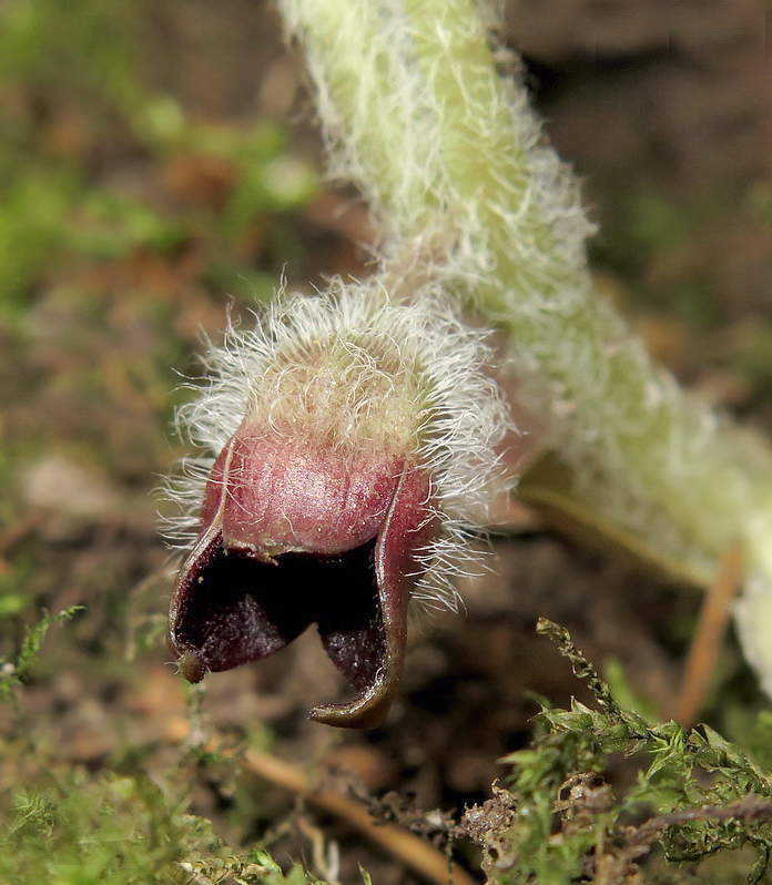 Image of Asarum europaeum specimen.