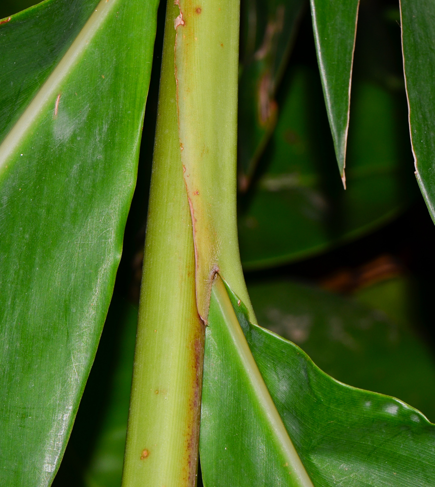 Image of Alpinia zerumbet specimen.