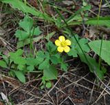 Ranunculus sardous