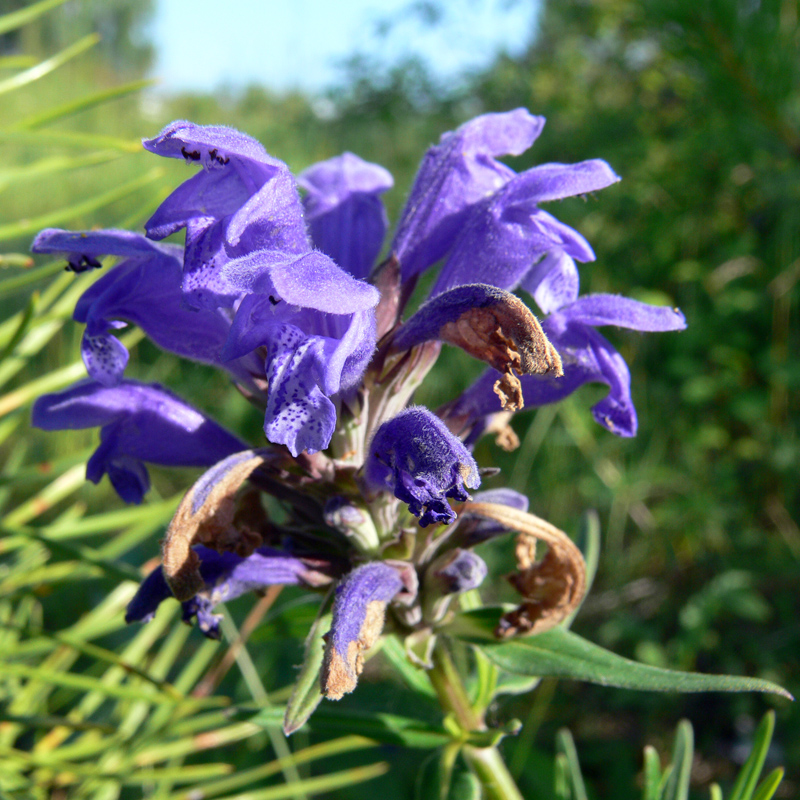 Image of Dracocephalum ruyschiana specimen.