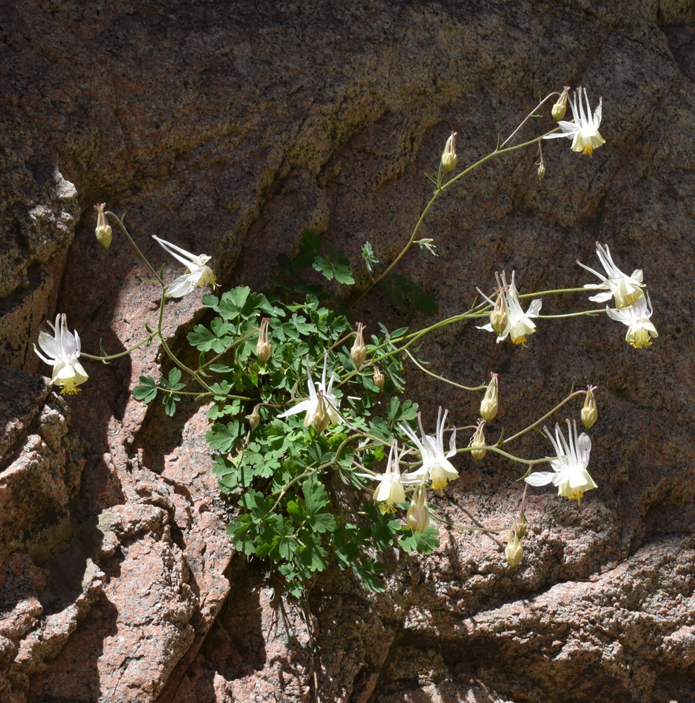 Image of Aquilegia tianschanica specimen.