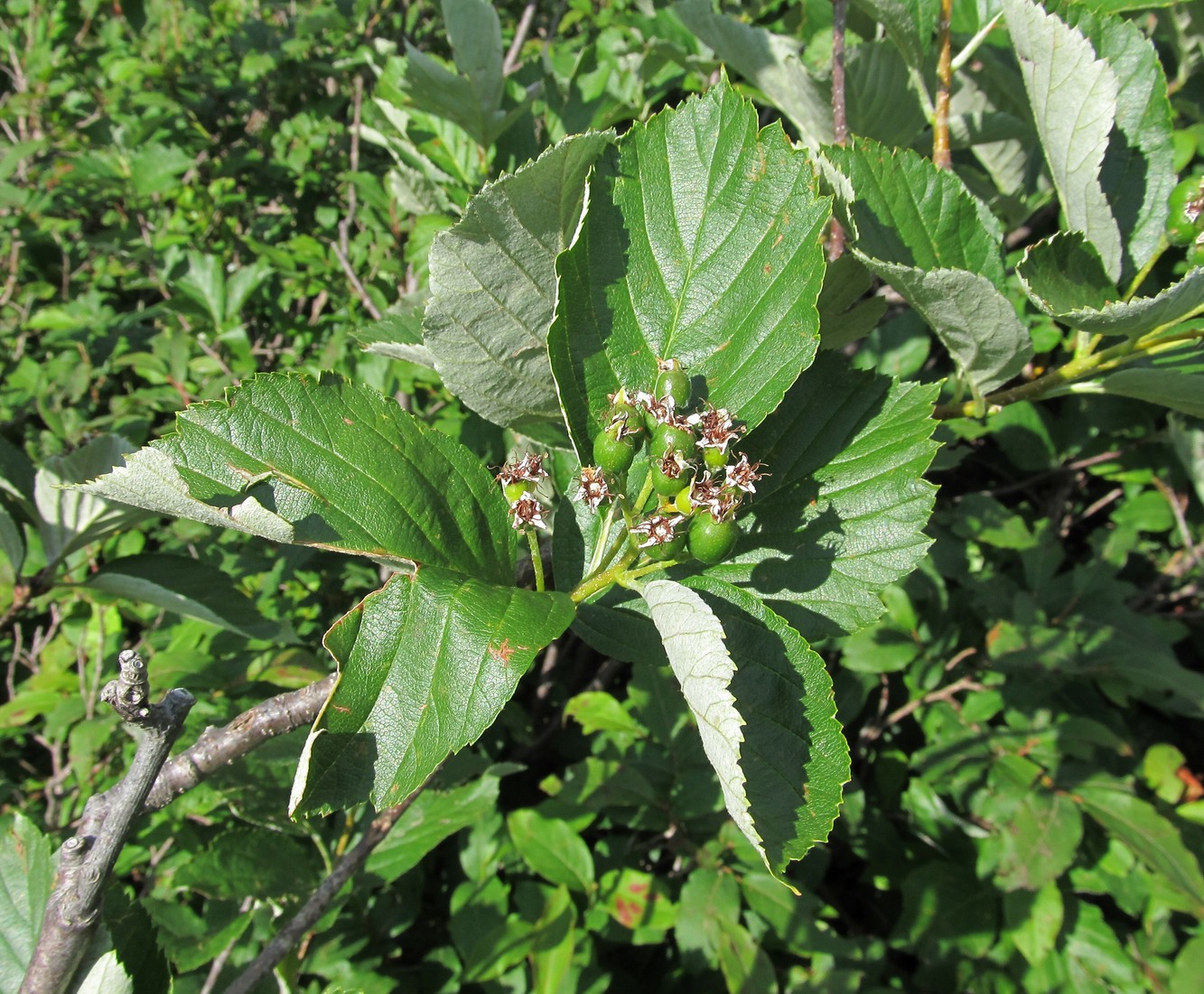 Изображение особи род Sorbus.