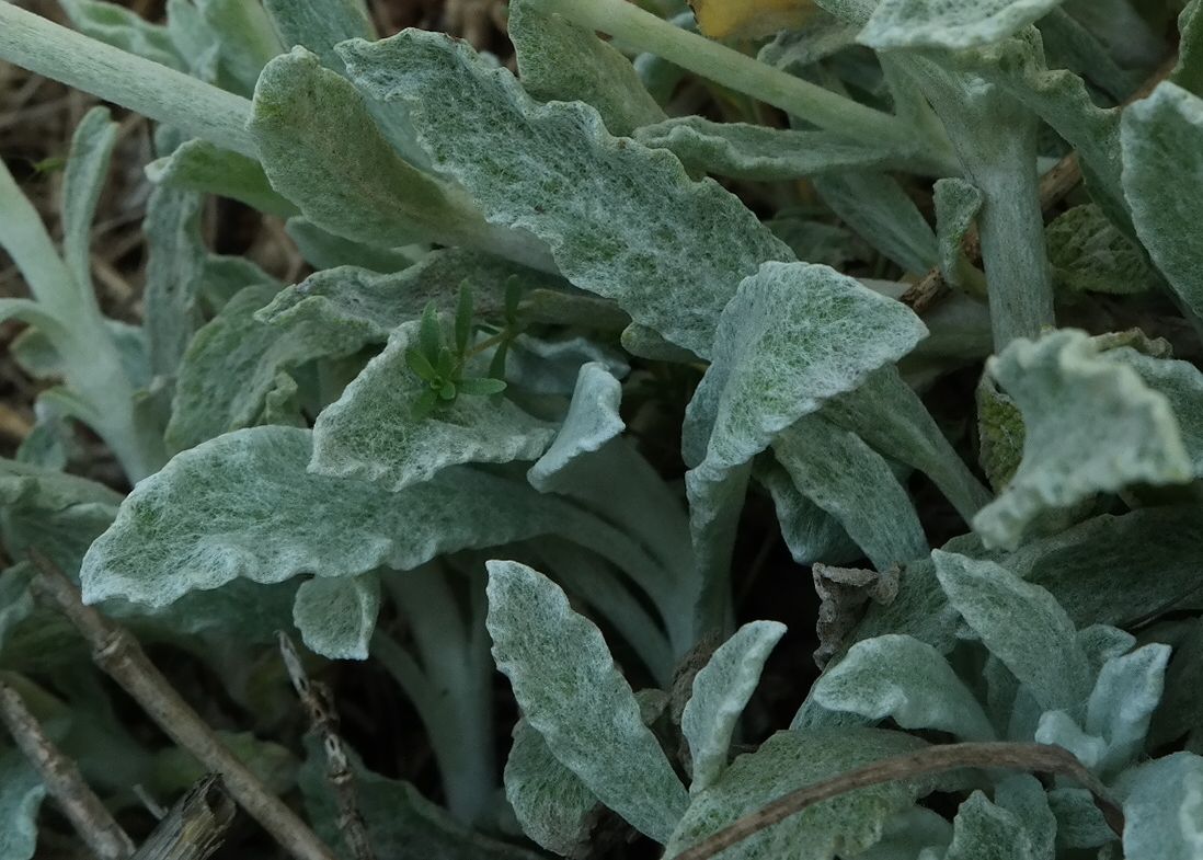 Image of Sideritis taurica specimen.