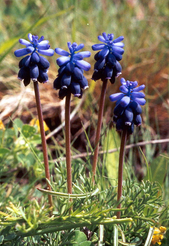 Изображение особи Muscari neglectum.