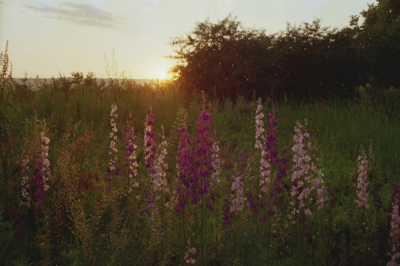 Image of Delphinium ajacis specimen.