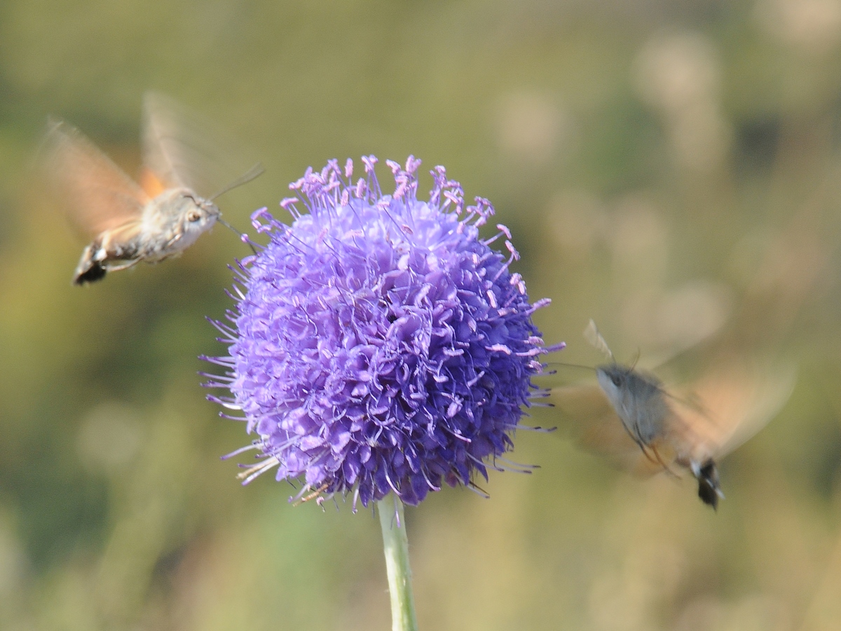 Изображение особи Dipsacus dipsacoides.