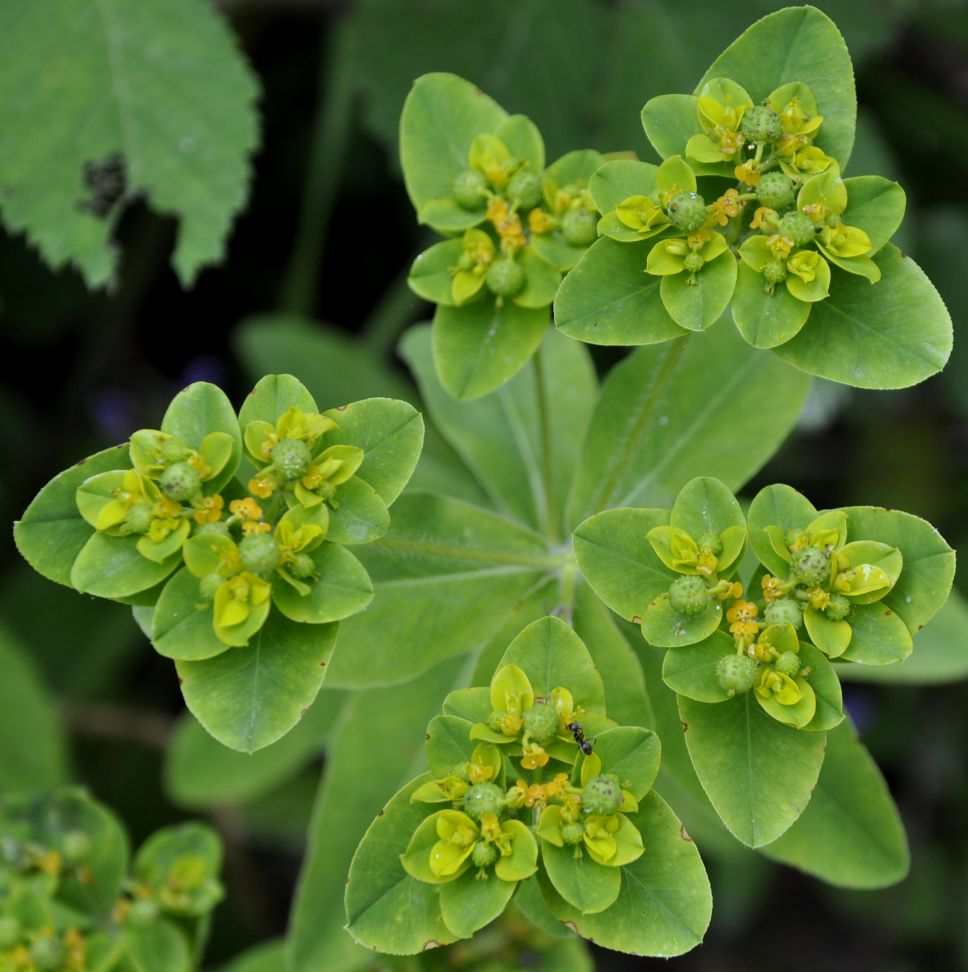 Изображение особи Euphorbia platyphyllos.