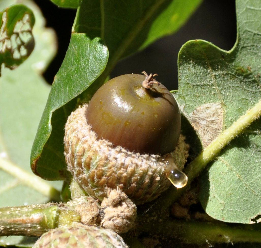 Изображение особи Quercus frainetto.