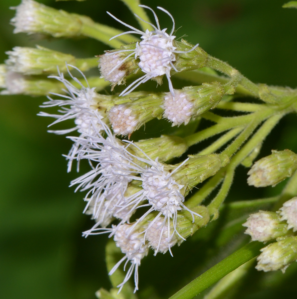 Image of Chromolaena odorata specimen.