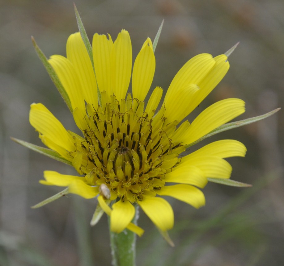 Image of Tragopogon tommasinii specimen.