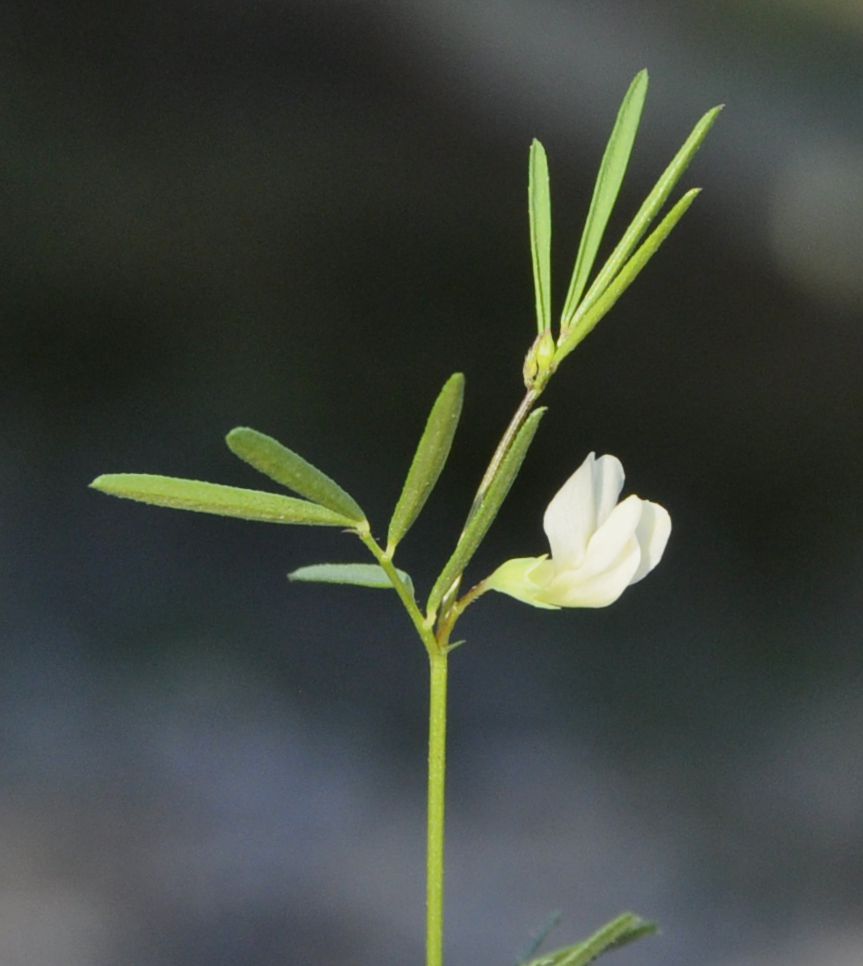 Изображение особи Lathyrus saxatilis.