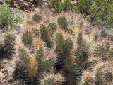 Opuntia sulphurea