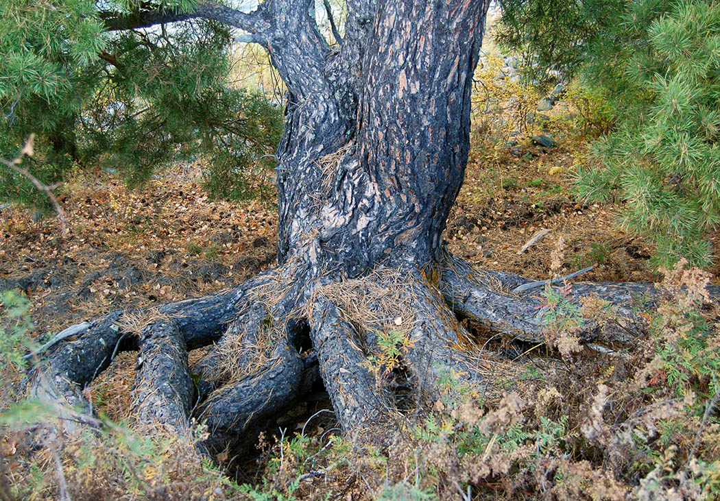 Image of Pinus sylvestris specimen.