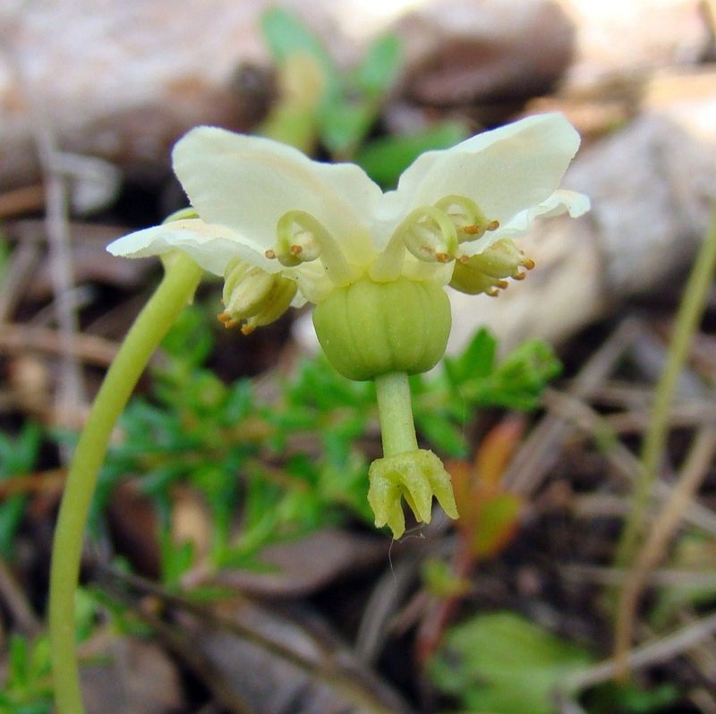 Image of Moneses uniflora specimen.