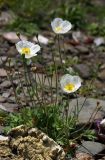 Papaver sokolovskajae. Цветущее растение. Приморский край, о. Русский, каменистый берег моря. 12.06.2017.