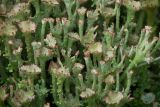 Cladonia gracilis подвид turbinata. Верхушки подециев с апотециями. Кировская обл., Кирово-Чепецкий р-н, ур. Большое Каринское Болото, вал вдоль канавы, на песчаной почве. 20.07.2017.