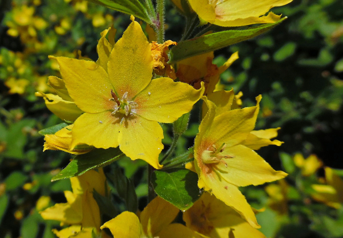 Image of Lysimachia punctata specimen.