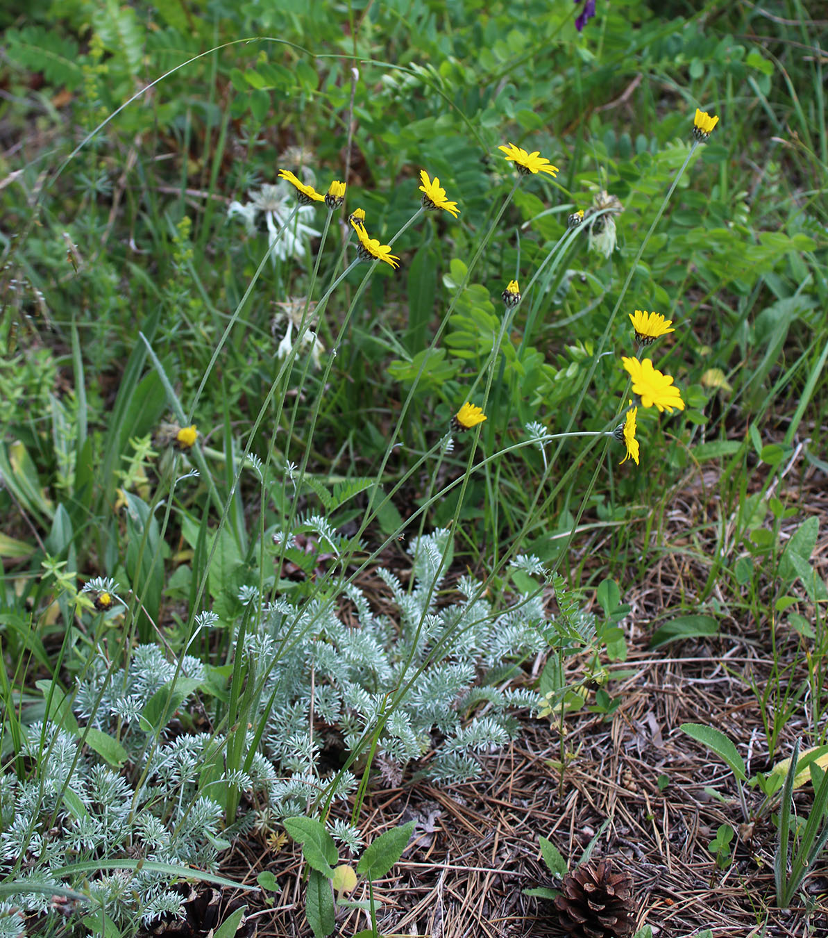 Image of Anthemis marschalliana ssp. pectinata specimen.