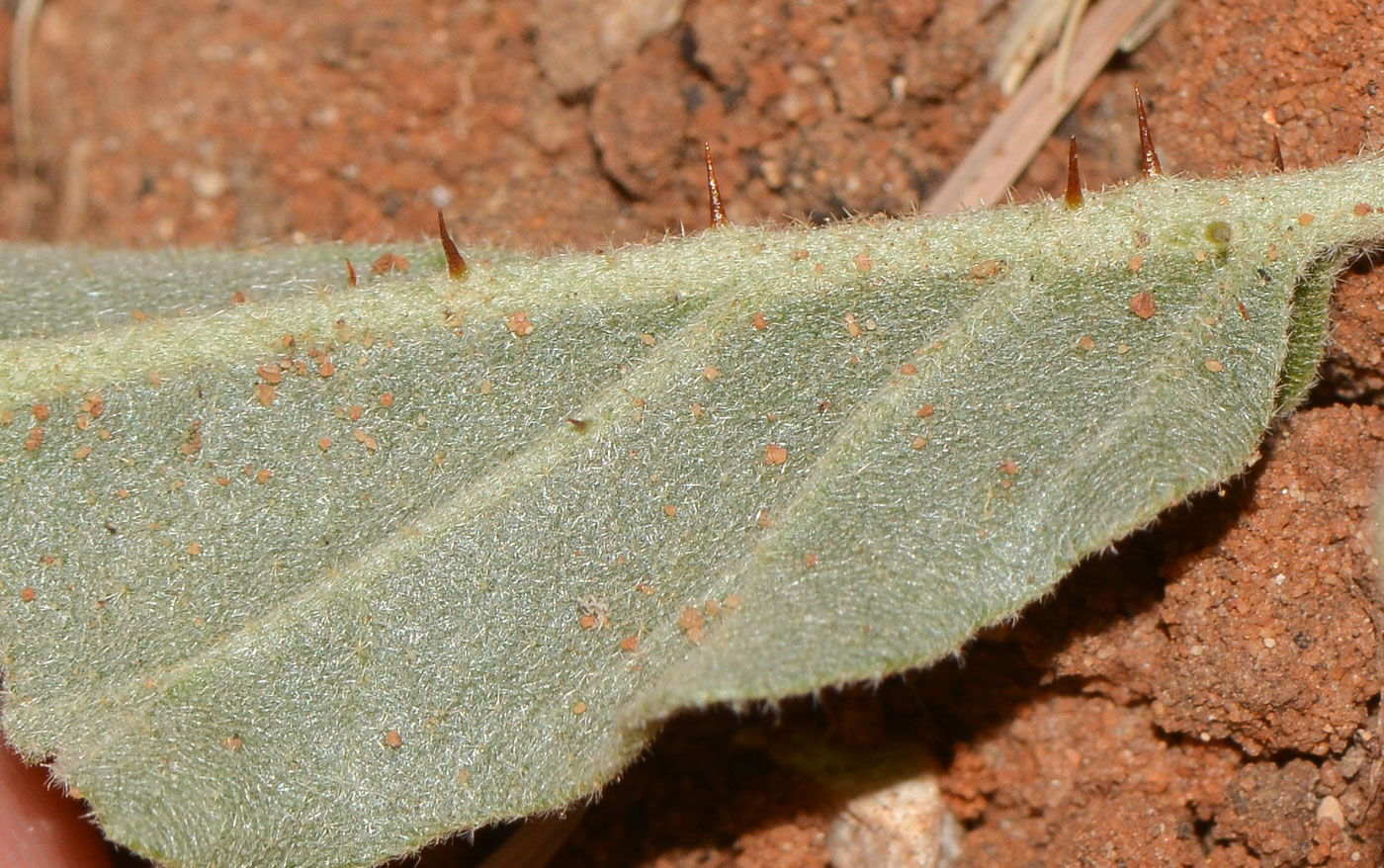 Image of Solanum elaeagnifolium specimen.