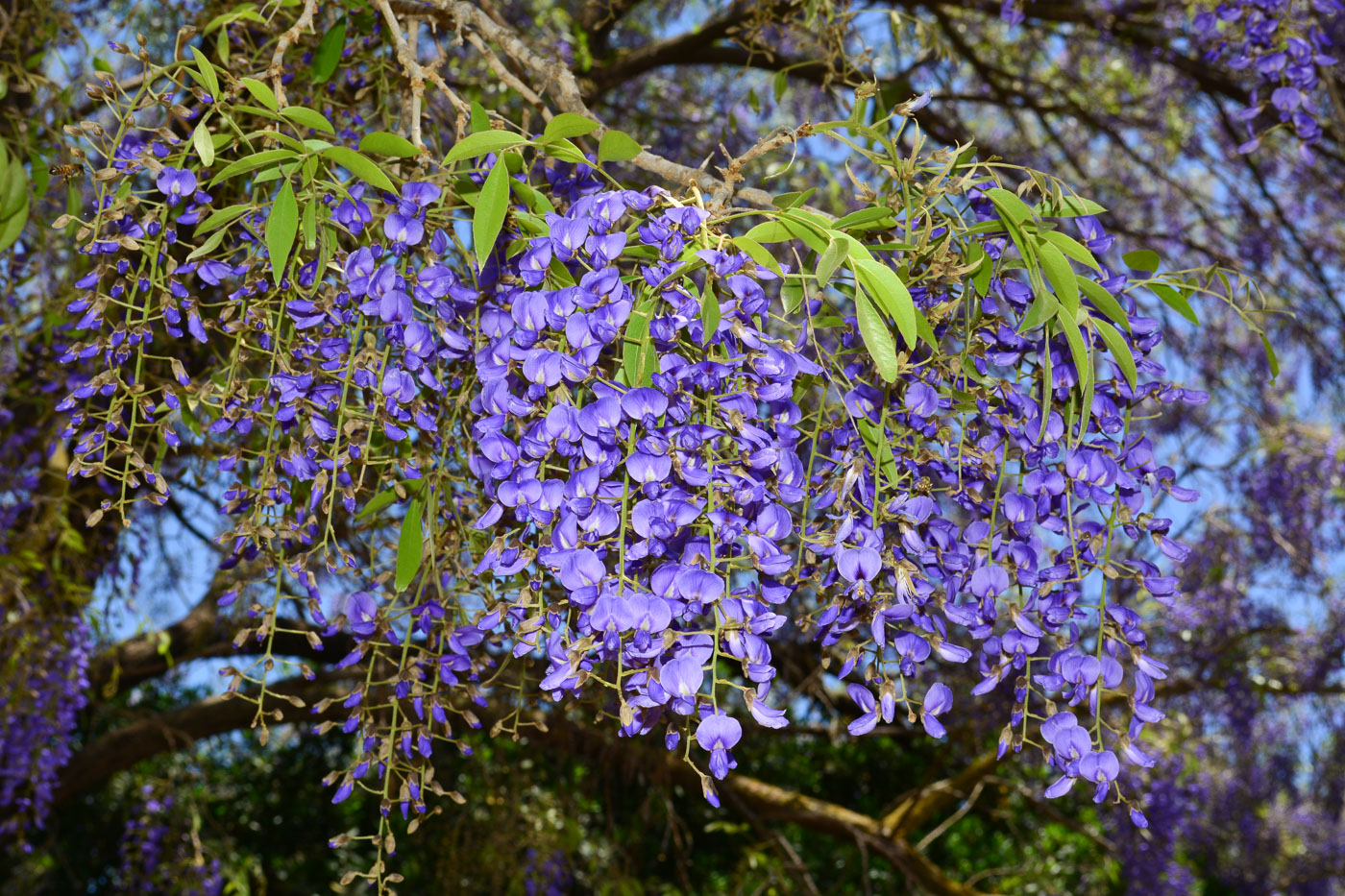 Изображение особи Bolusanthus speciosus.