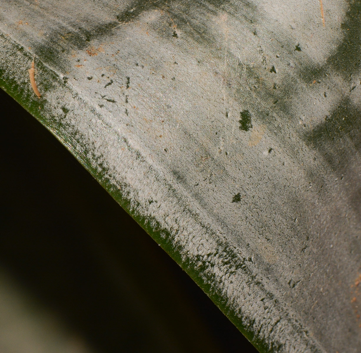 Image of Aechmea fasciata specimen.