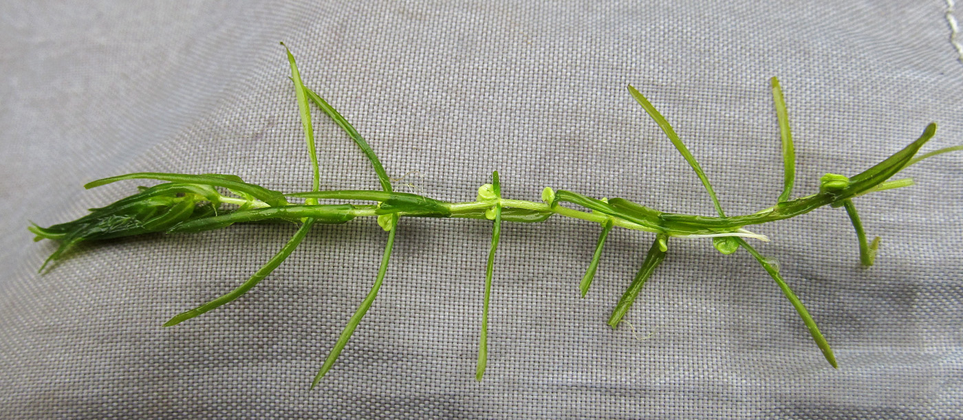 Image of Callitriche hermaphroditica specimen.