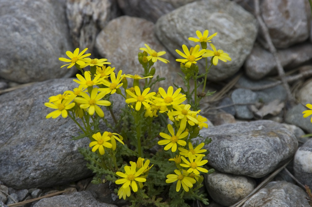 Image of Senecio sosnovskyi specimen.