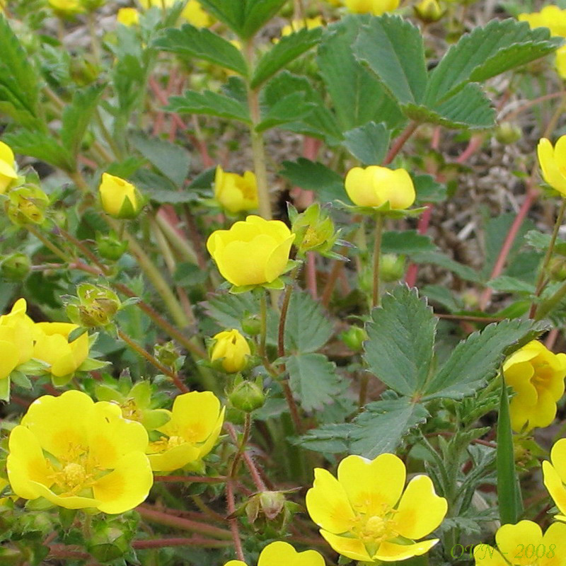 Image of Potentilla fragarioides specimen.