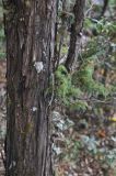 Juniperus squamata. Часть ствола. Китай, Юньнань, национальный парк Пудацо (Potatso National Park), 22 км от г. Шангри-Ла, берег оз. Битахай (Бита), ≈ 3500 м н.у.м. 29 октября 2016 г.