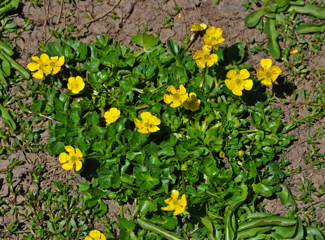 Изображение особи Ranunculus brachylobus.