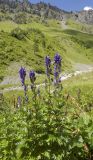 Aconitum cymbulatum