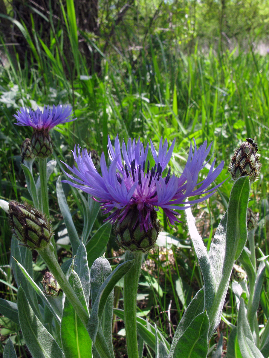 Image of Centaurea czerkessica specimen.