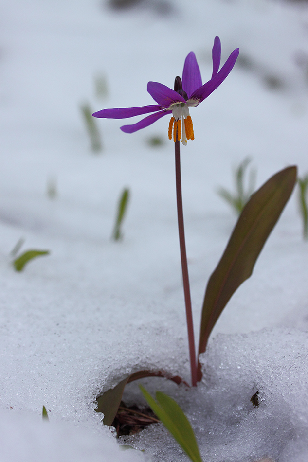 Image of Erythronium sibiricum specimen.