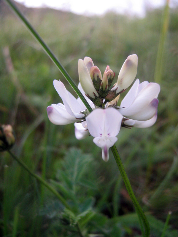 Изображение особи Astragalus alpinus.