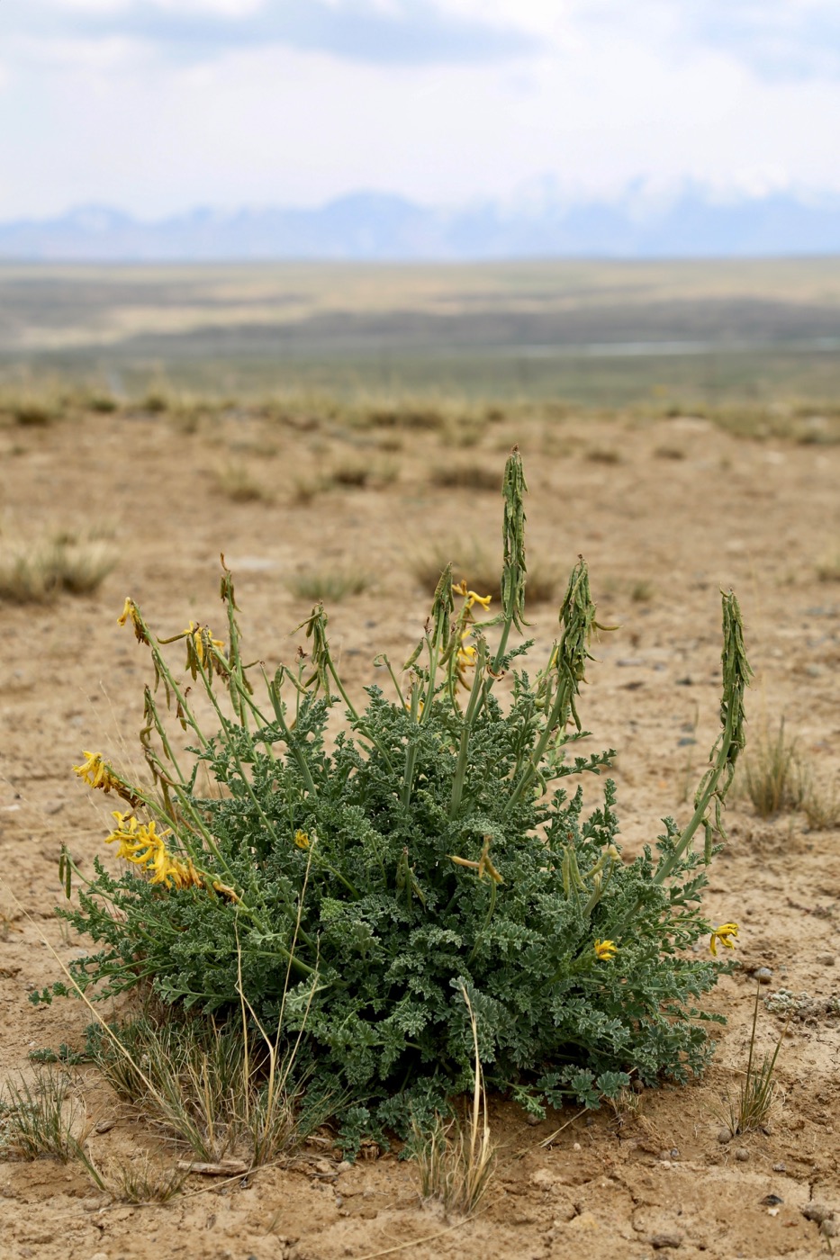 Image of Corydalis stricta specimen.