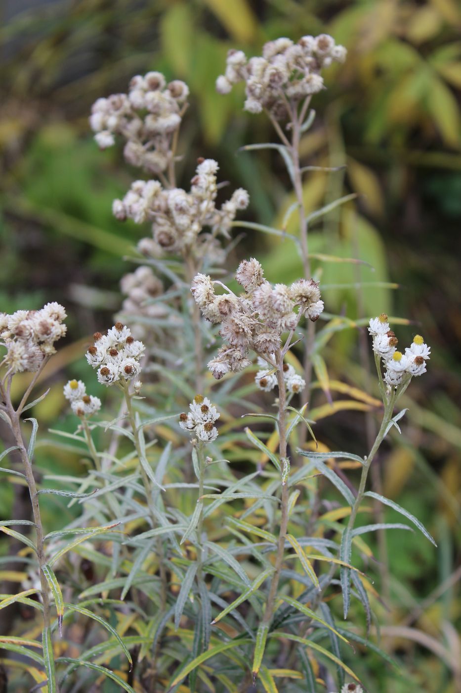 Image of Anaphalis margaritacea specimen.