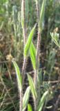 Camelina rumelica