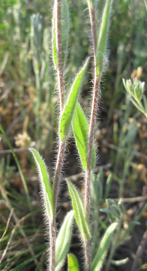 Image of Camelina rumelica specimen.