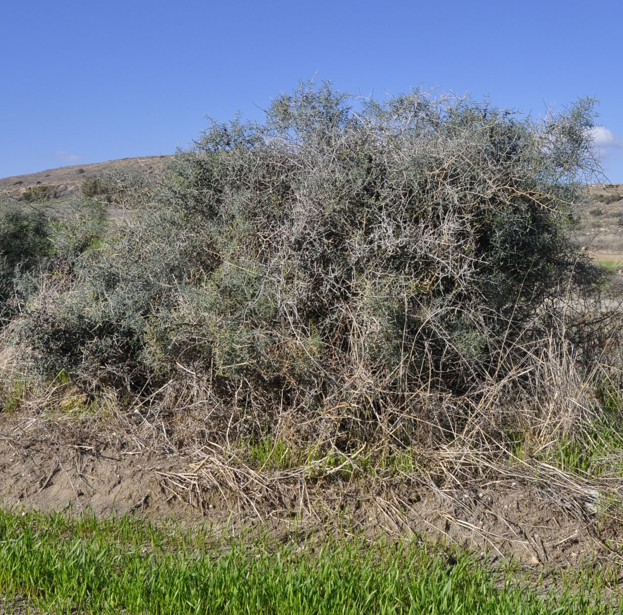 Image of Asparagus horridus specimen.