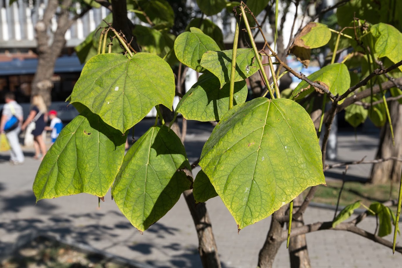 Image of Catalpa bignonioides specimen.